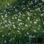 High-quality 3D visualization of a lush green grass field scattered with delicate white Anemone flowers, suitable for realistic landscape rendering.