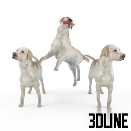 High-resolution 3D model set of three yellow Labrador dogs in different poses (standing, jumping) for realistic scene rendering