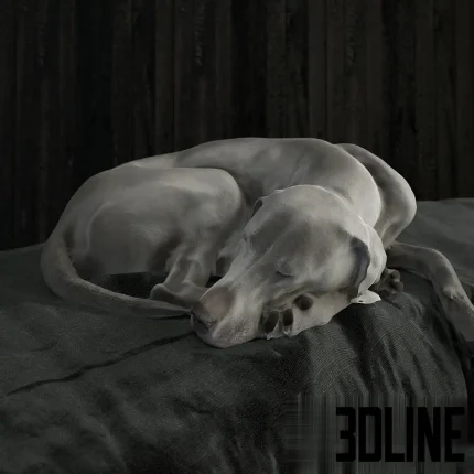 Photorealistic 3D model of a Weimaraner dog (Gert), peacefully sleeping curled up on a textured, draped grey blanket or throw cloth.