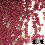 3D model of a red ivy vine fragment (Parthenocissus), featuring cascading stems with vibrant red and burgundy leaves, ideal for covering walls or fences in autumn scenes.
