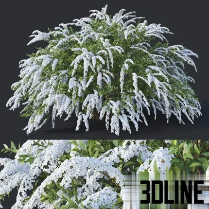 Photorealistic 3D model of the Spiraea X Cinerea 'Grefsheim' flowering shrub, a large bush covered densely in small white blossoms for exterior landscaping.