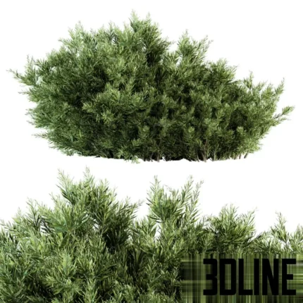 3D model set of dense needle-leaf bushes (resembling juniper or rosemary) with lush green foliage, perfect for garden borders and exterior landscaping.
