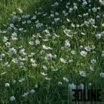 3D visualization of a lush green grass field scattered with small delicate white anemone flowers, suitable for realistic landscape rendering.