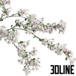 3D model of large black ceramic vases filled with expansive white cherry blossom branches, creating a dramatic spring floral arrangement.