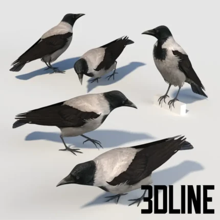 Hooded Crow bird (3dline.net)