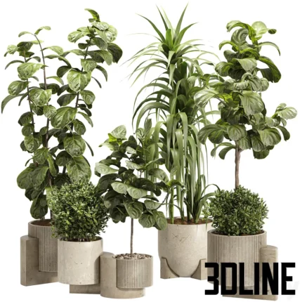 Indoor Ficus Lyrata Plants Set 60(3dline.net)