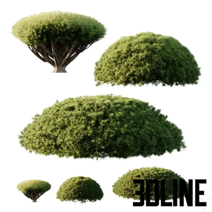 Pinus Mugo Bush07(3dline.net)