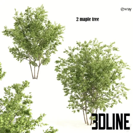 2 maple tree(3dline.net)