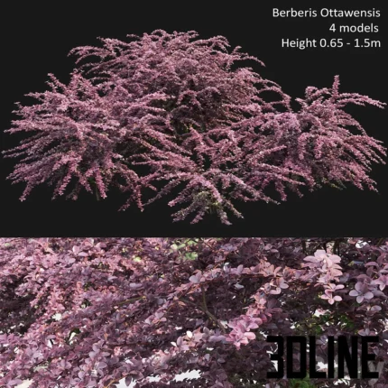 Boinvillea plant 02(3dline.net)