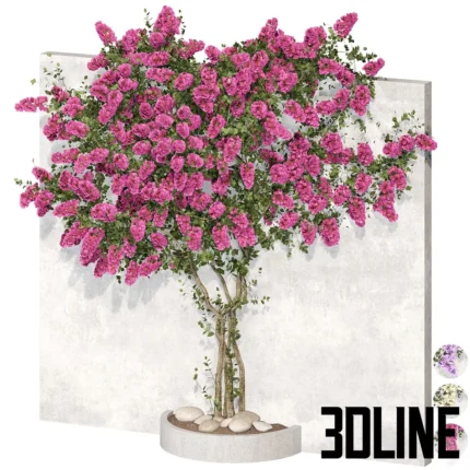 Boinvillea plant 02(3dline.net)