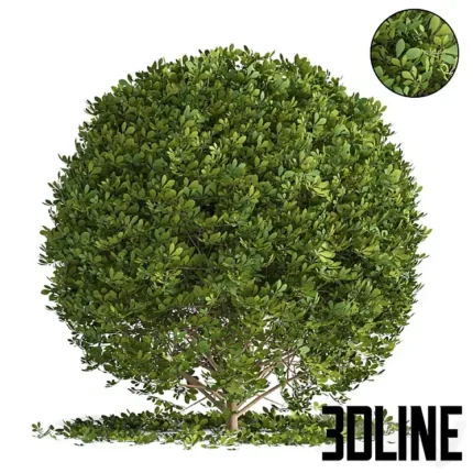 Boxwood ball(3dline.net)