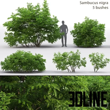Eldberry Saucus nira 3(3dline.net)
