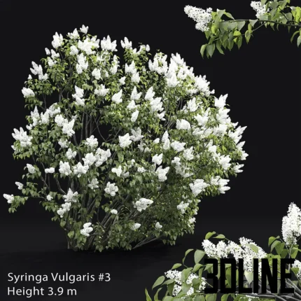 Syringa vulgaris(3dline.net)