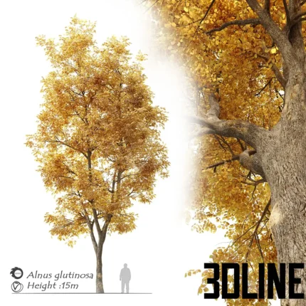 Alnus glutinosa  black alder(3dline.net)