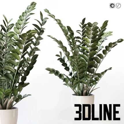 Amazing plant Zamioculcas in white vase(3dline.net)