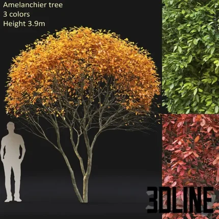 Amelanchier(3dline.net)