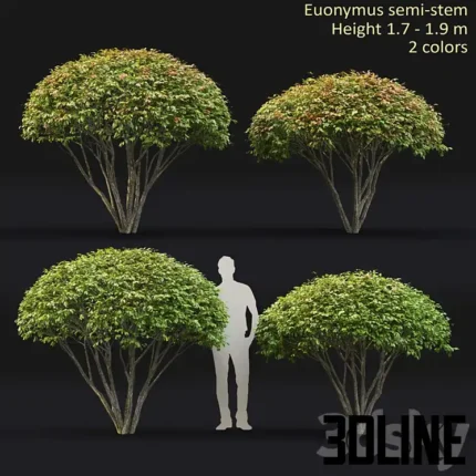Euonymus(3dline.net)