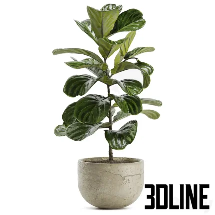 Indoor Plant Set Fiddle Leaf Fig(3dline.net)