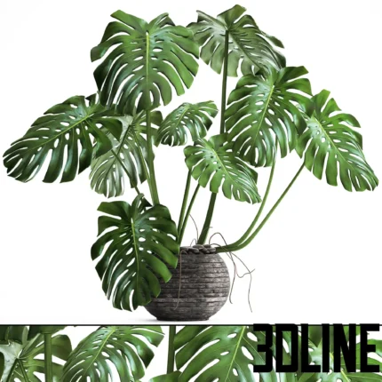 Monstera flower stand bush thickets interior decorative office(3dline.net)