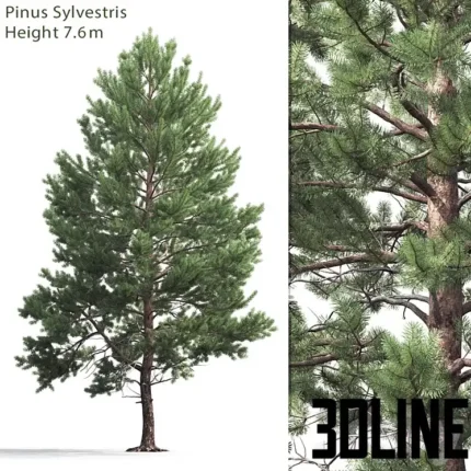 Pinus Sylvestris 7 6m(3dline.net)