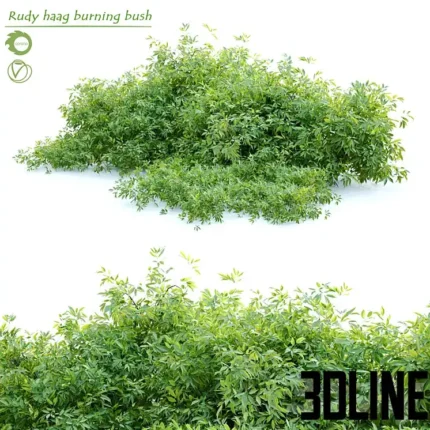 Rudy haag burning bush(3dline.net)