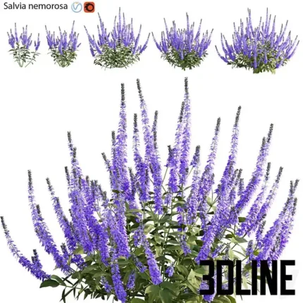 Salvia nemorosa(3dline.net)