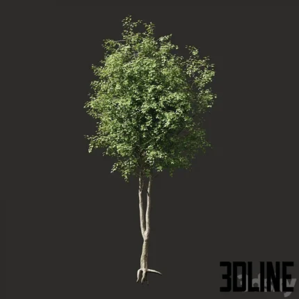 Summer tree 2(3dline.net)