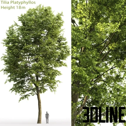 Tilia platyphyllos 18m(3dline.net)