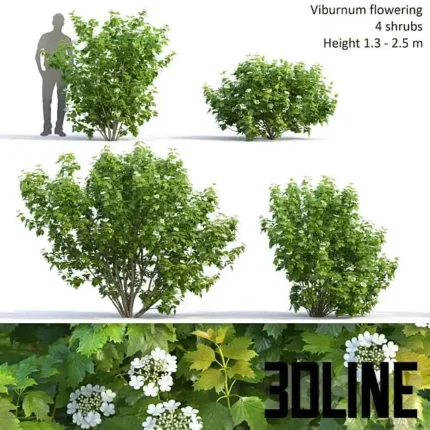 Viburnum(3dline.net)